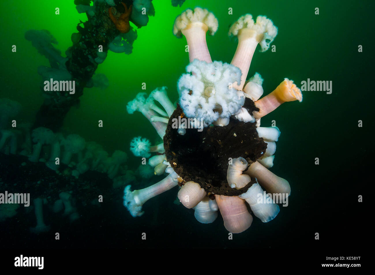 Giant plumose anemones on a wreck structure in Puget Sound, Washington. Stock Photo