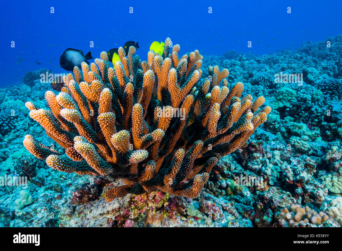 Antler coral grows on the volcanic seafloor of Kona, Hawaii. Stock Photo