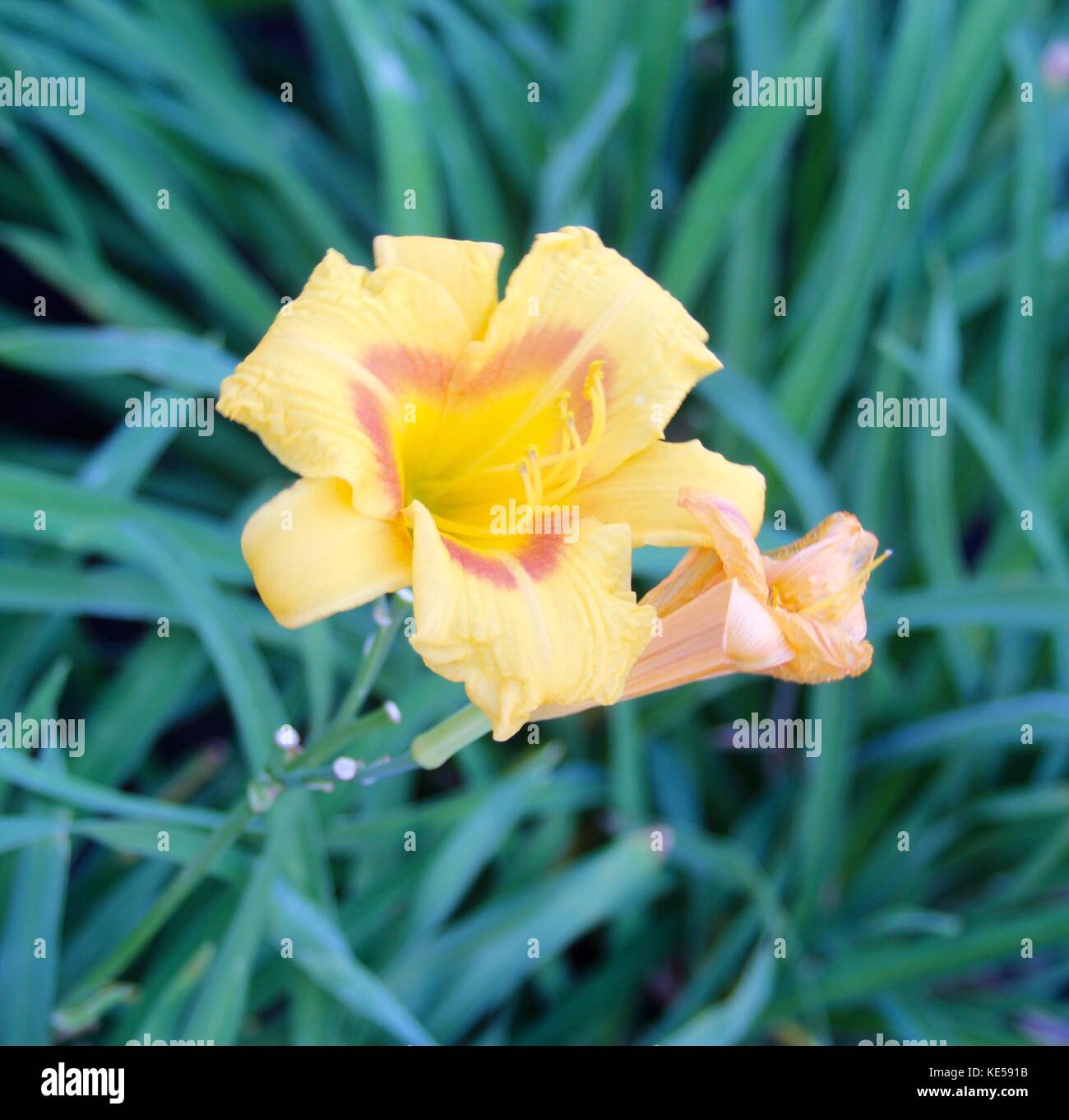Being outdoors and in the beauty in the nature Stock Photo - Alamy