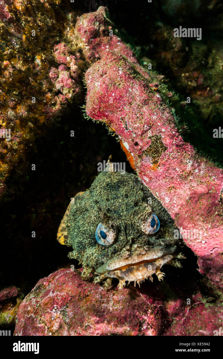 Oyster toadfish hide inside wrecks off the coast of South Carolina. Stock Photo