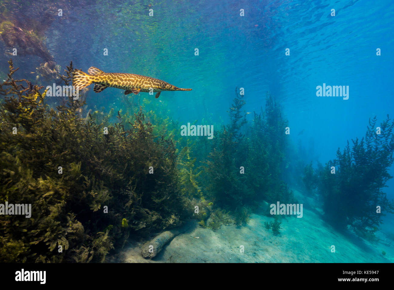 Spotted gar move slowly along the edges of Spring Lake in Texas. Stock Photo