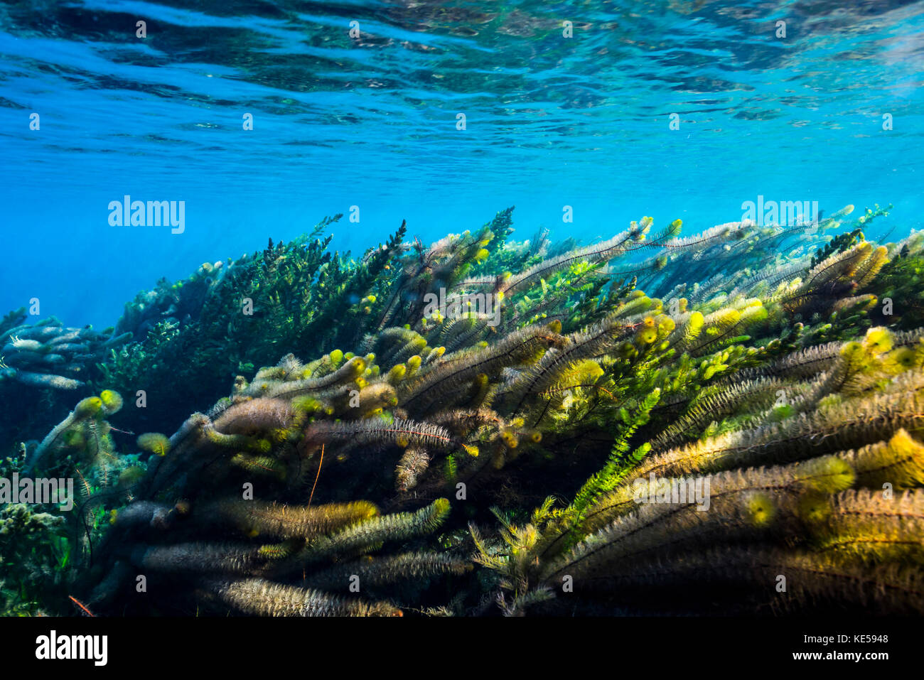 Vegetation sways in the flow of the springs of San Marcos, Texas. Stock Photo