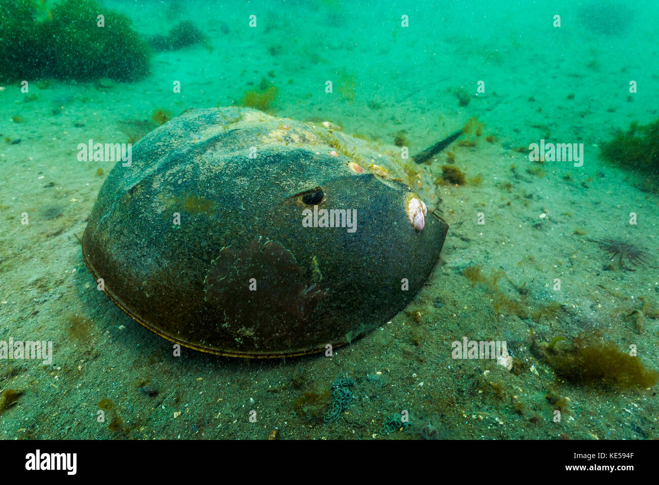 Female horseshoe crab Stock Photo Alamy