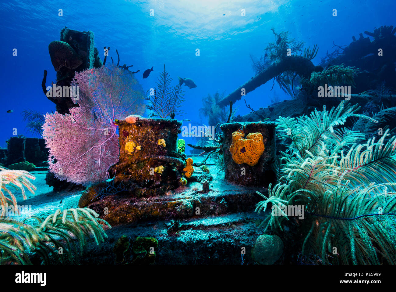 Reef life growing on the Doc Polson wreck in Grand Cayman, Cayman Islands. Stock Photo