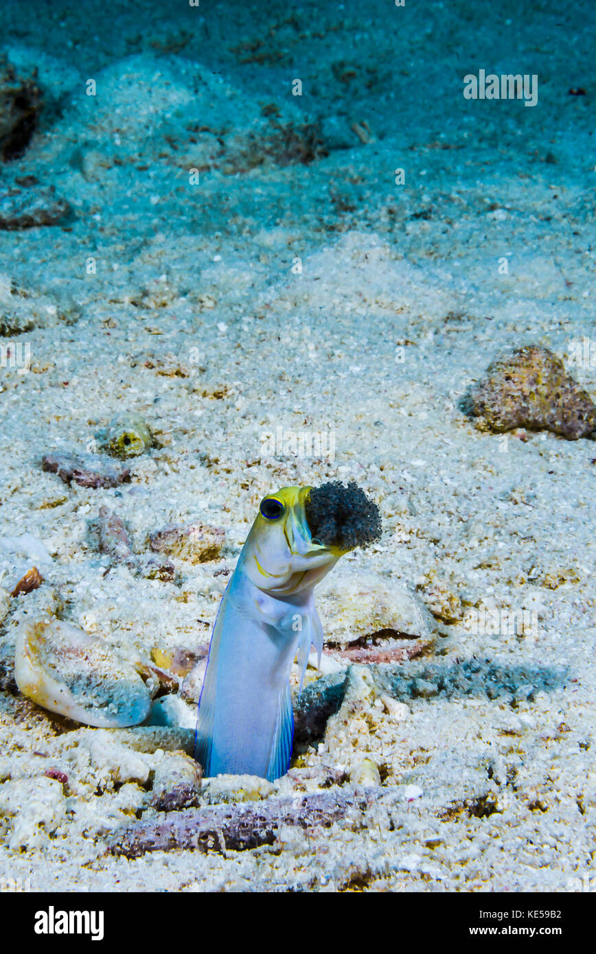 This male jawfish aerates the eggs he protects. Stock Photo