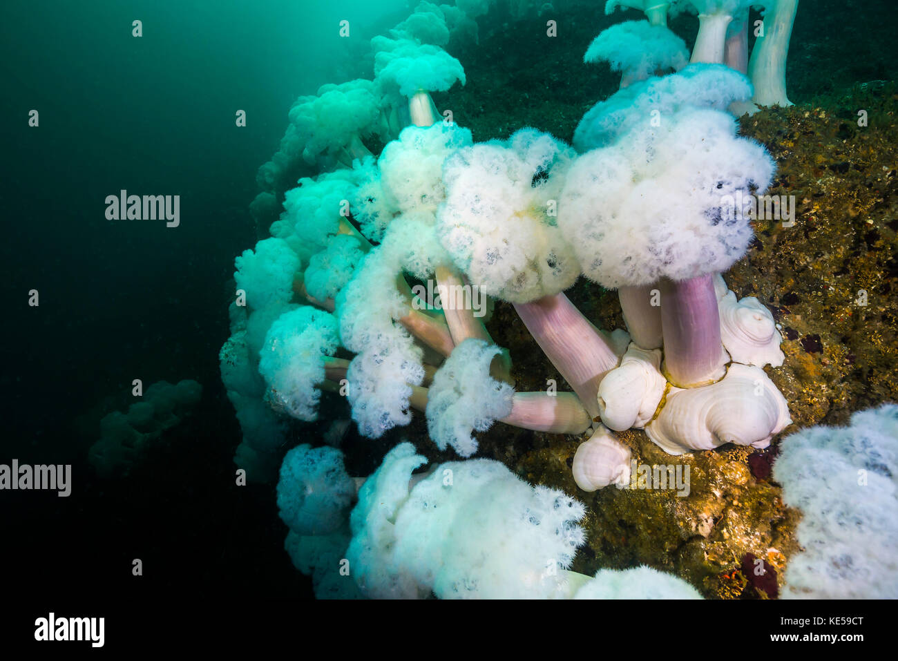 Plumose anemone's grow at the bottom of Mary's rock, Resurrection Bay, Alaska. Stock Photo
