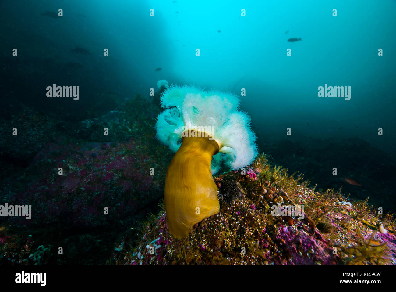A giant plumose anemone anchors to a rock in Resurrection Bay, Alaska. Stock Photo