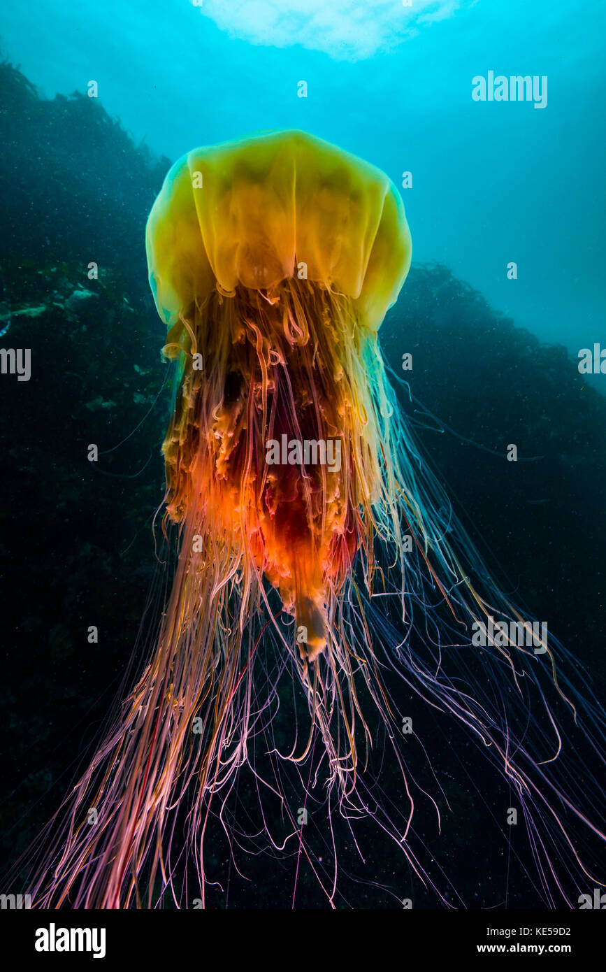 A lion's mane jellyfish rises from the deep in Alaska. Stock Photo
