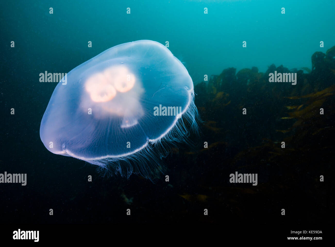 Moon jellyfish Stock Photo