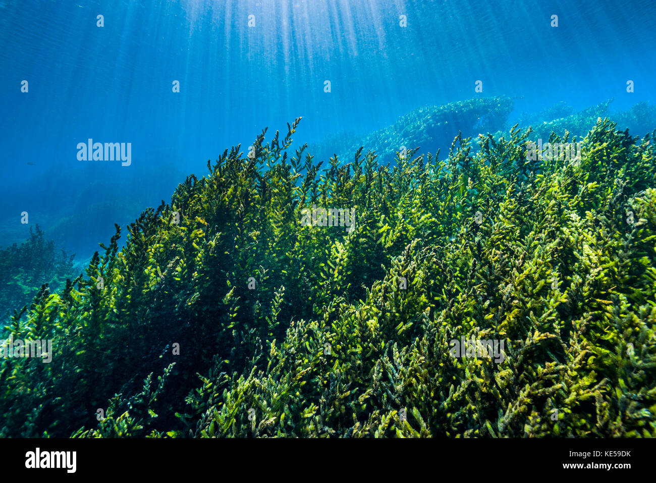 Vegetation rises up from Spring Lake in San Marcos, Texas. Stock Photo