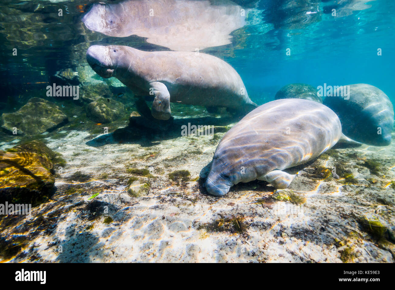 Manatee with calf in Crystal River, Florida. Stock Photo