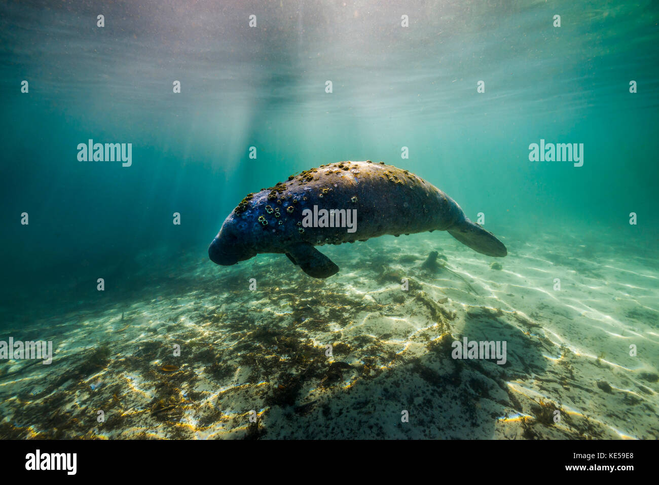 Manatee in Crystal River, Florida. Stock Photo