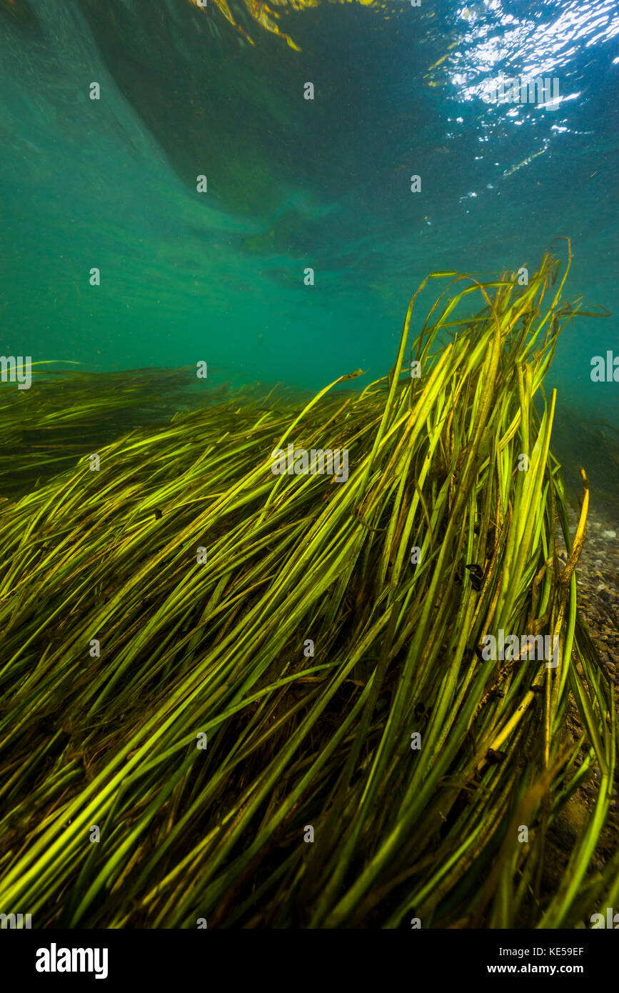 Texas Wild Rice of the San Marcos River, Texas. Stock Photo