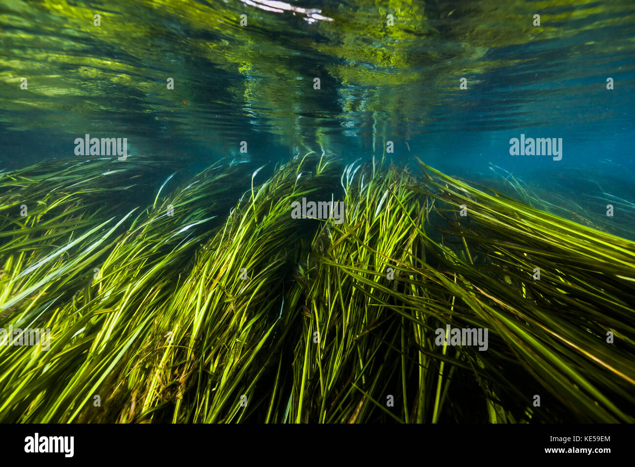 Texas Wild Rice of the San Marcos River, Texas. Stock Photo