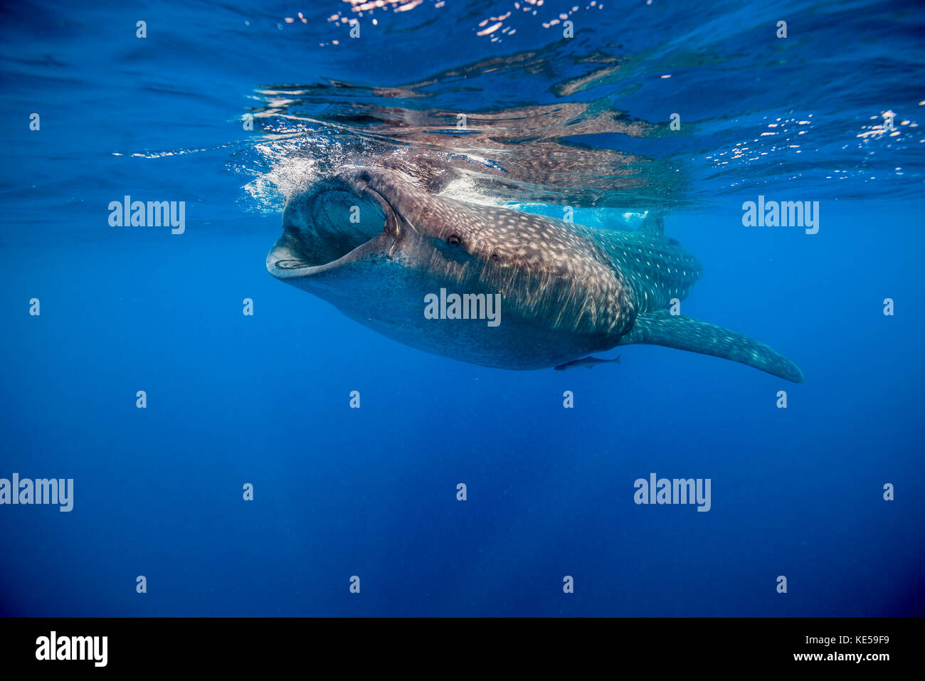 Whale shark in Isla Mujeres, Mexico. Stock Photo