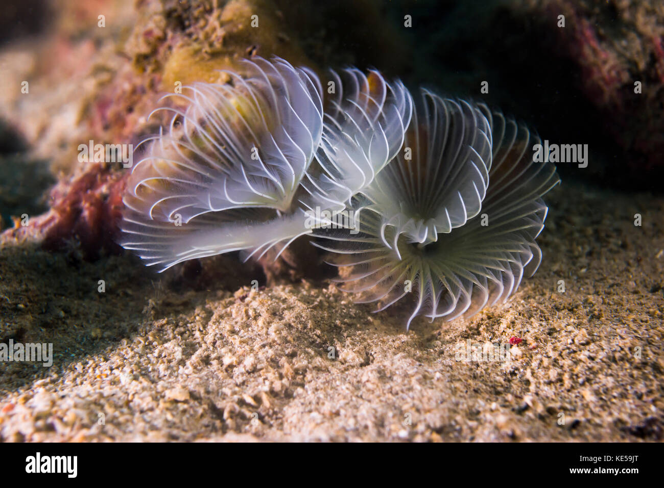 White crown calcareous tube worm in Malaysia Stock Photo Alamy