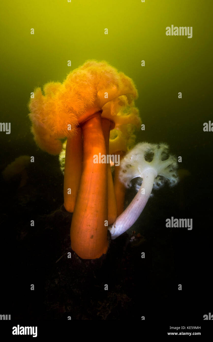 Giant plumose anemone in the Hood Canal, Puget Sound, Washington. Stock Photo