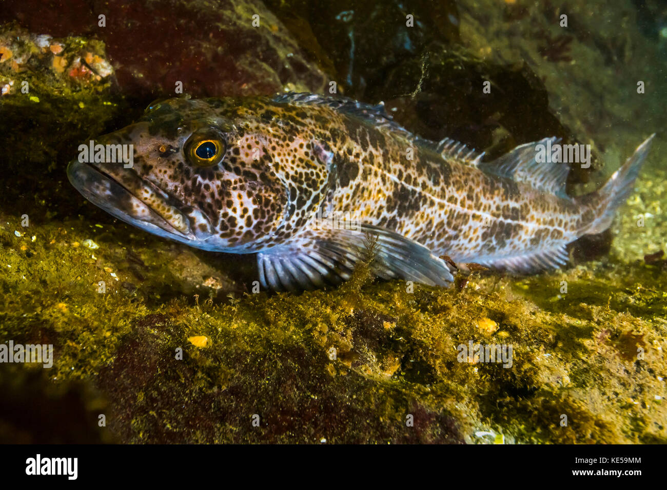 Lingcod in Hood canal, Puget Sound, Washington. Stock Photo