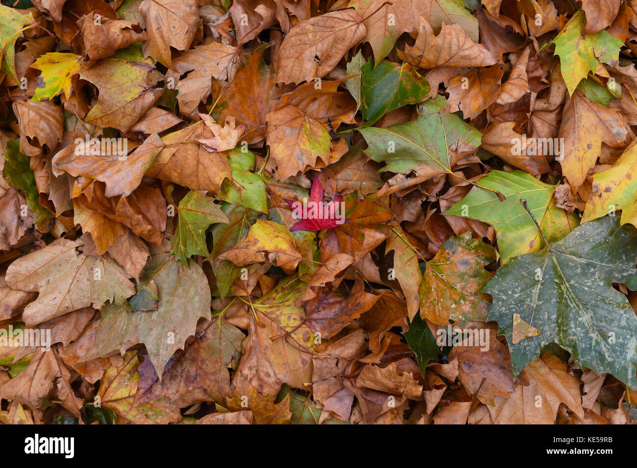 A pile of autumn fallen leaves with a single red leaf in the middle Stock Photo