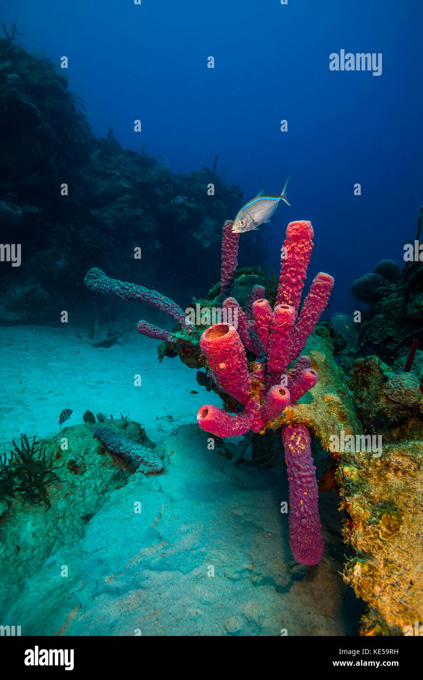 Virgin islands reef fish hires stock photography and images Alamy