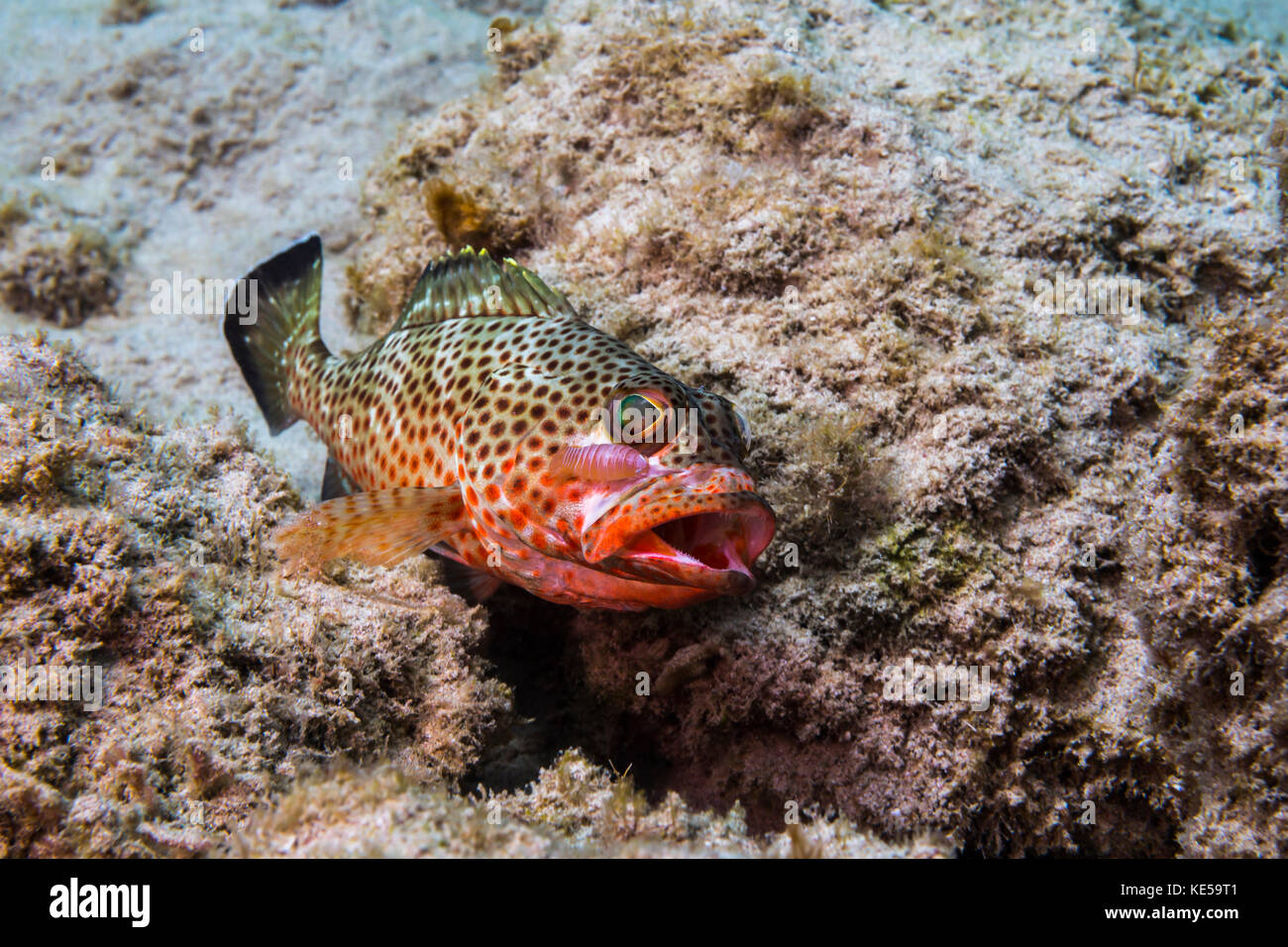 Red hind with shrimp attached to face in St. Croix, U.S. Virgin Islands. Stock Photo
