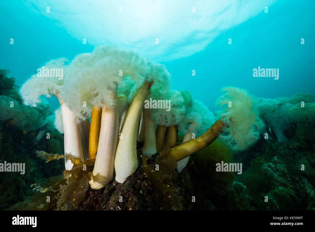 Giant plumose anemones in Prince William Sound, Alaska. Stock Photo