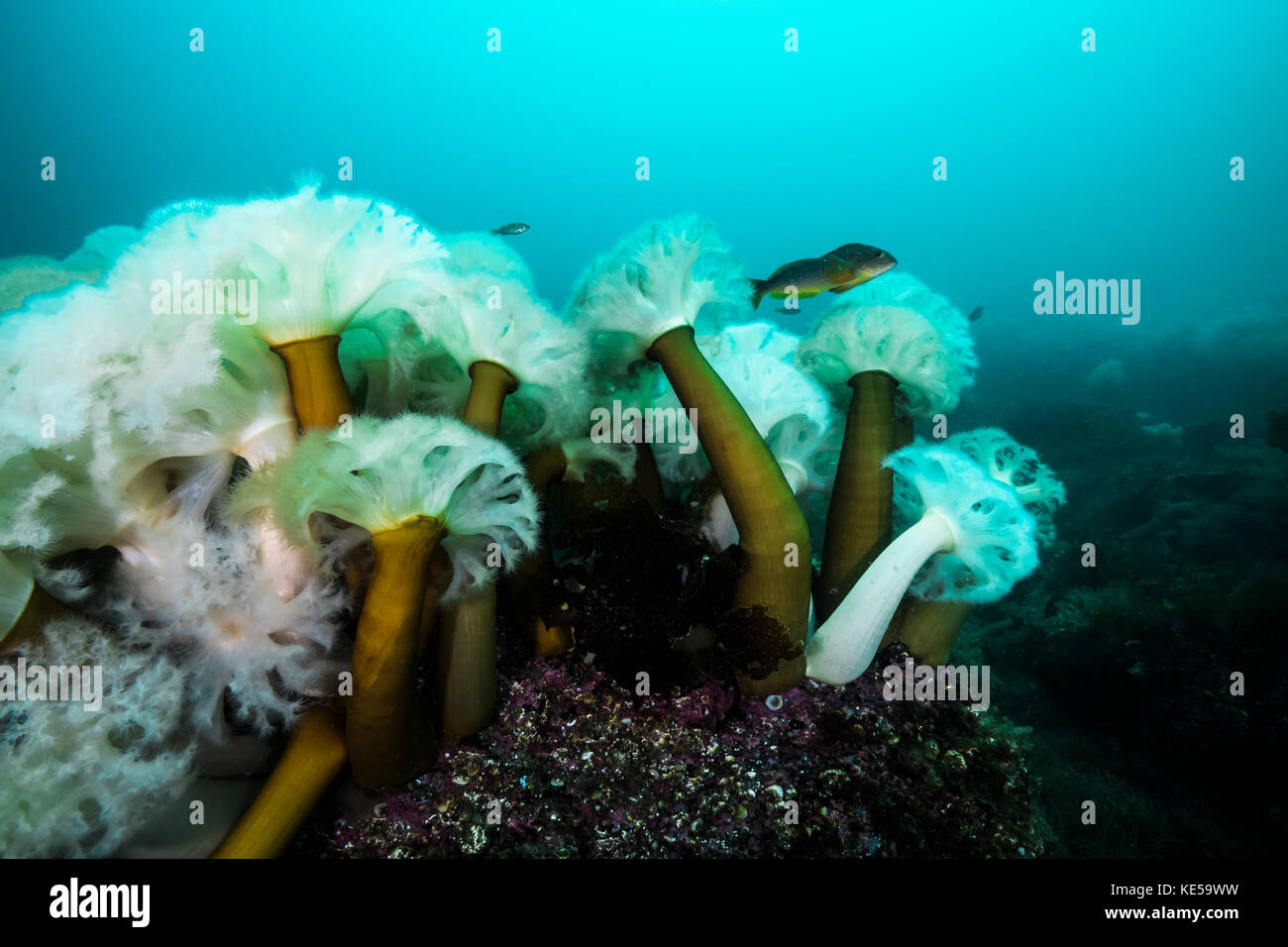 Giant plumose anemones in Prince William Sound, Alaska. Stock Photo