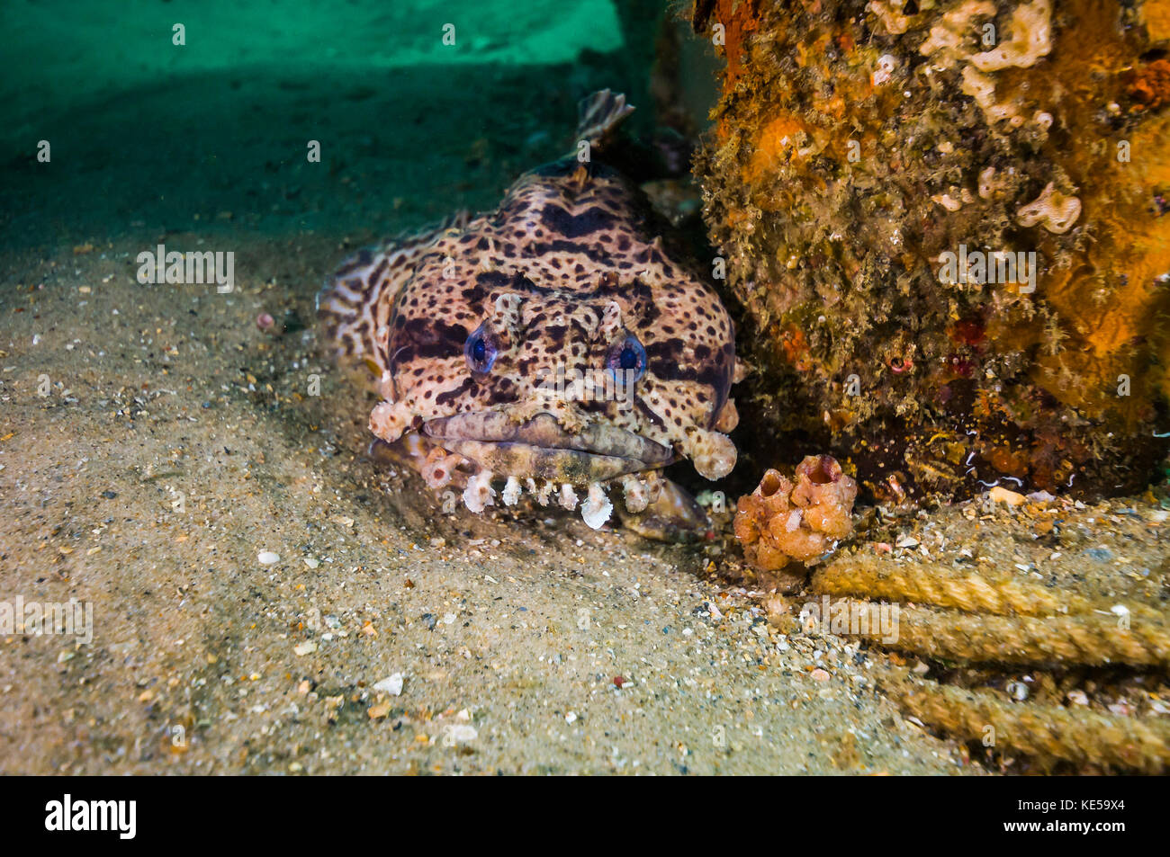 Leopard toadfish hiding at the stern of a Navy tug. Stock Photo