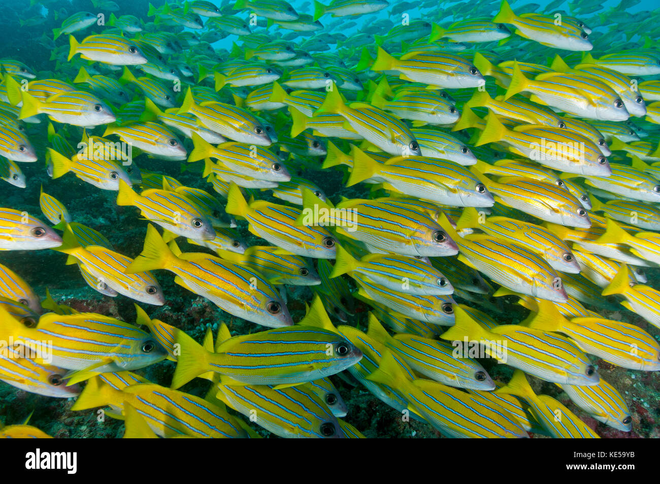 Large school of blue-lined snapper blocking out the surface, Maldives. Stock Photo