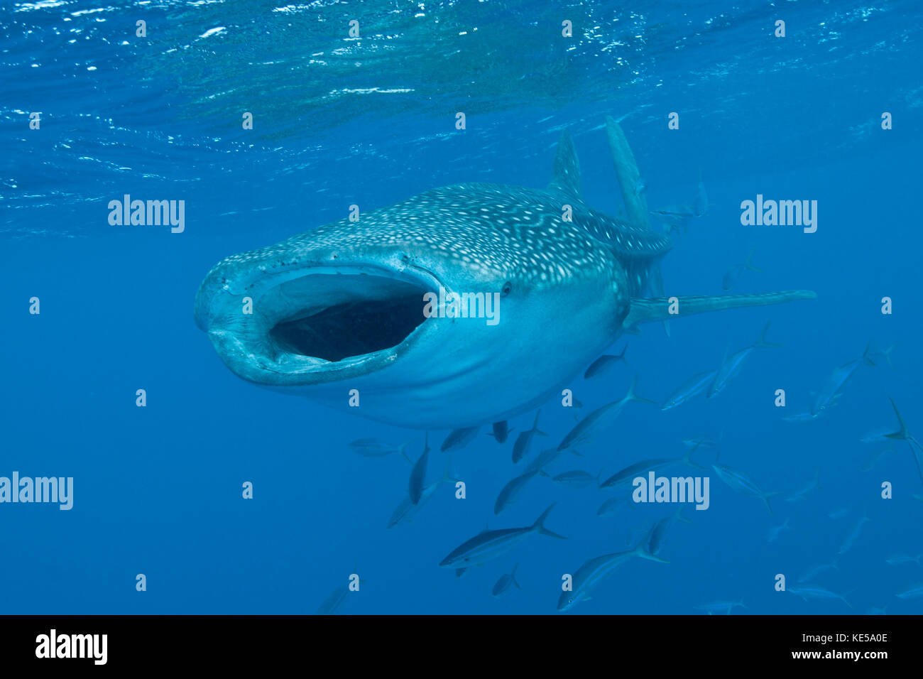 Whale shark swimming with mouth open, Maldives Stock Photo - Alamy