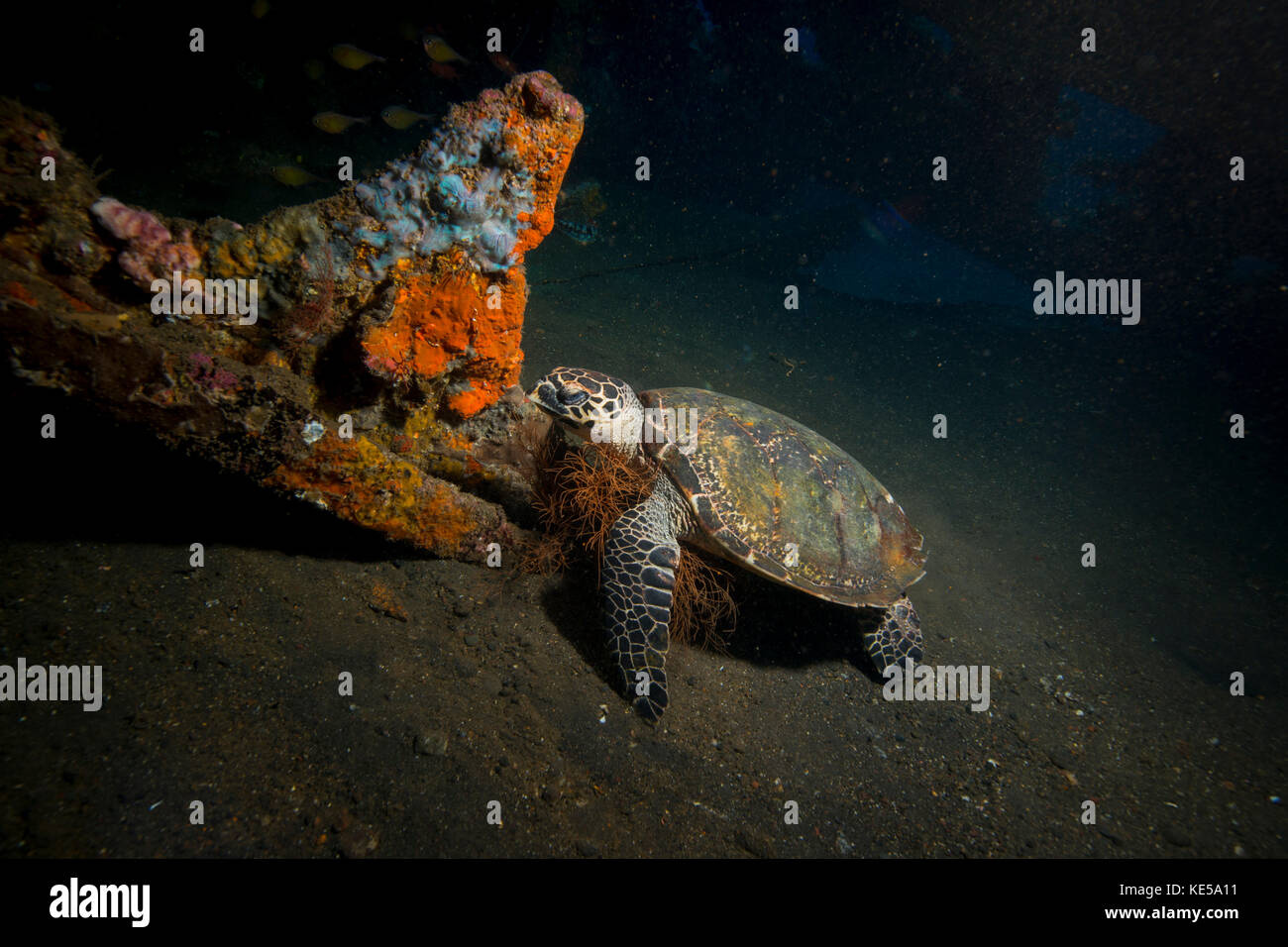 Small green turtle resting inside the Liberty Wreck, Bali, Indonesia. Stock Photo