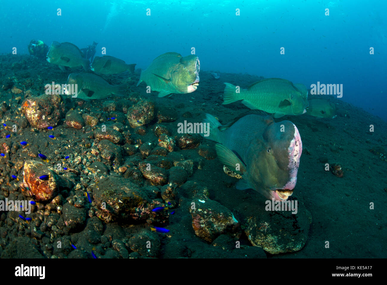 Several bumphead parrotfish swimming over black sand near the Liberty Wreck in Indonesia. Stock Photo