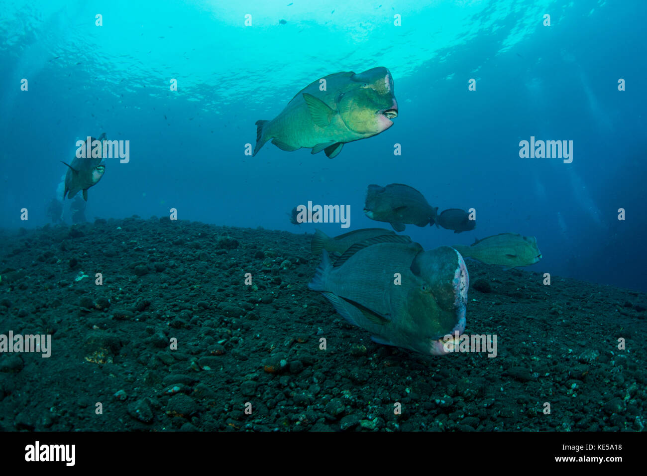 Several bumphead parrotfish swimming over black sand near the Liberty Wreck in Indonesia. Stock Photo