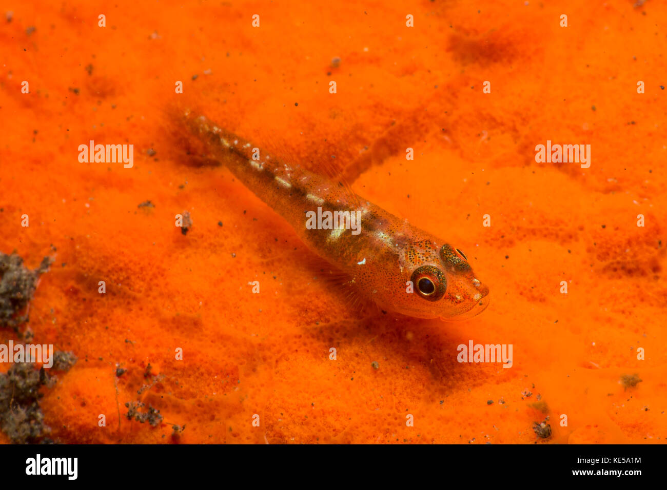 Red and transparent goby over a red encrusting sponge, Indonesia. Stock Photo