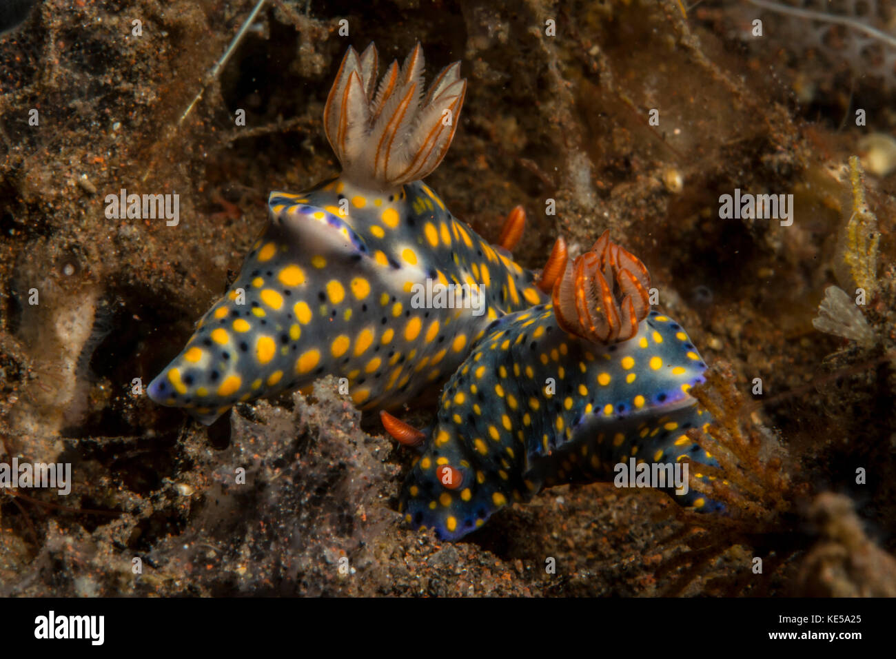 Pair of mating yellow spotted, mottled nudibranchs. Stock Photo