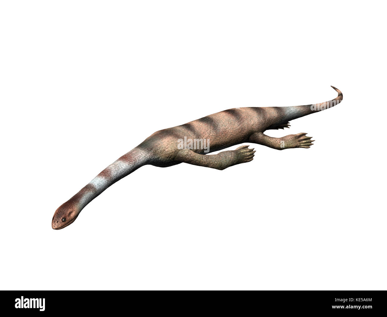 Keichousaurus hui, Sauropterygia, Late Triassic of China. Stock Photo