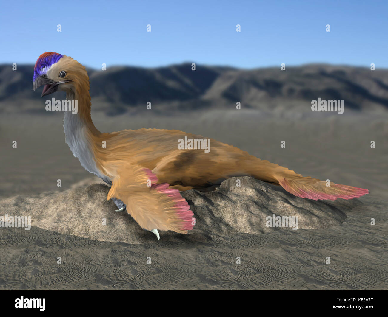 Oviraptor philoceratops sitting on nest. Stock Photo