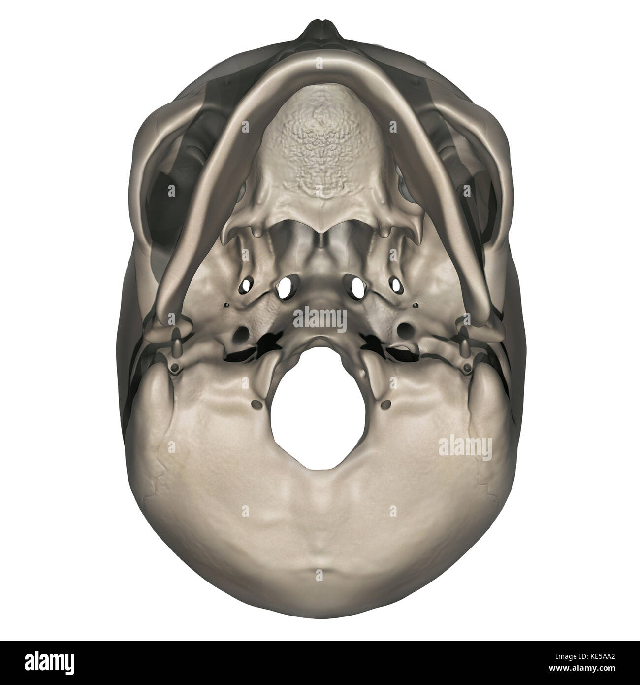 Inferior view of human skull anatomy. Stock Photo