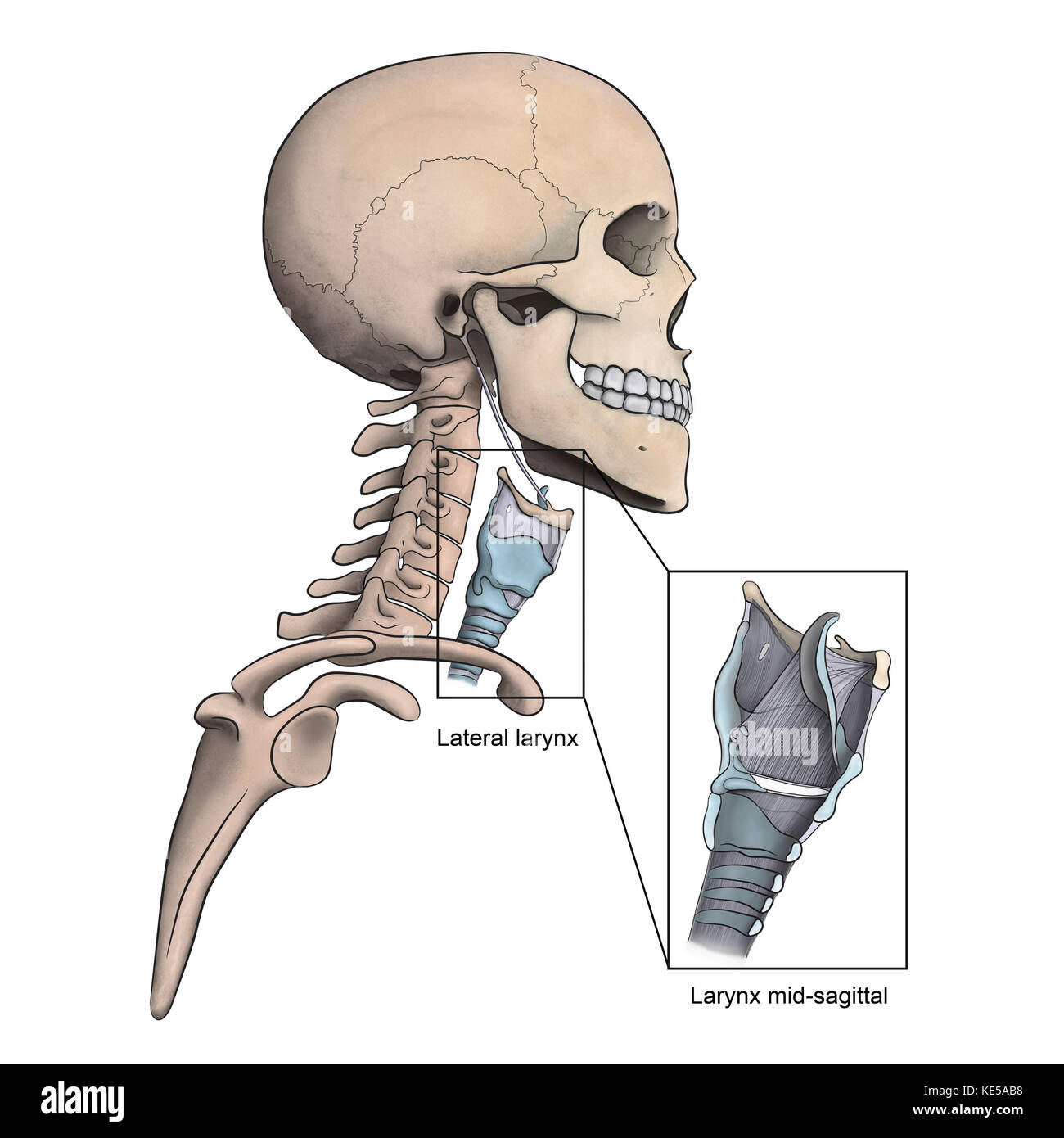 Lateral larynx and skeletal anatomy with mid-sagittal larynx view. Stock Photo