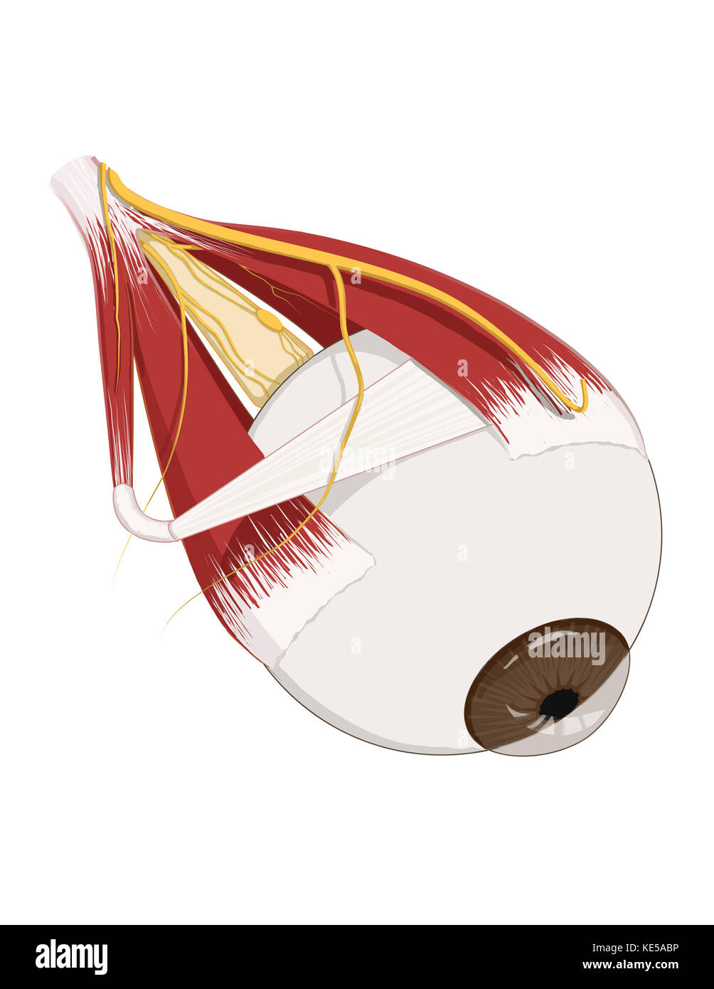Left supramedial eye anatomy showing muscle innervation. Stock Photo