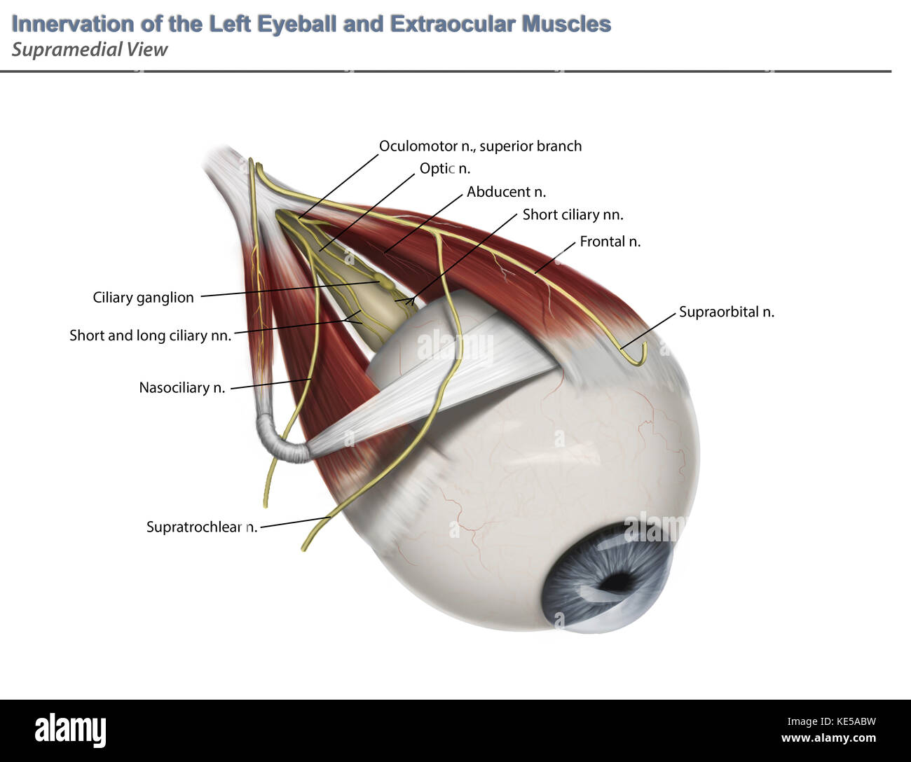 Left supramedial eye anatomy showing muscle innervation with annotation. Stock Photo