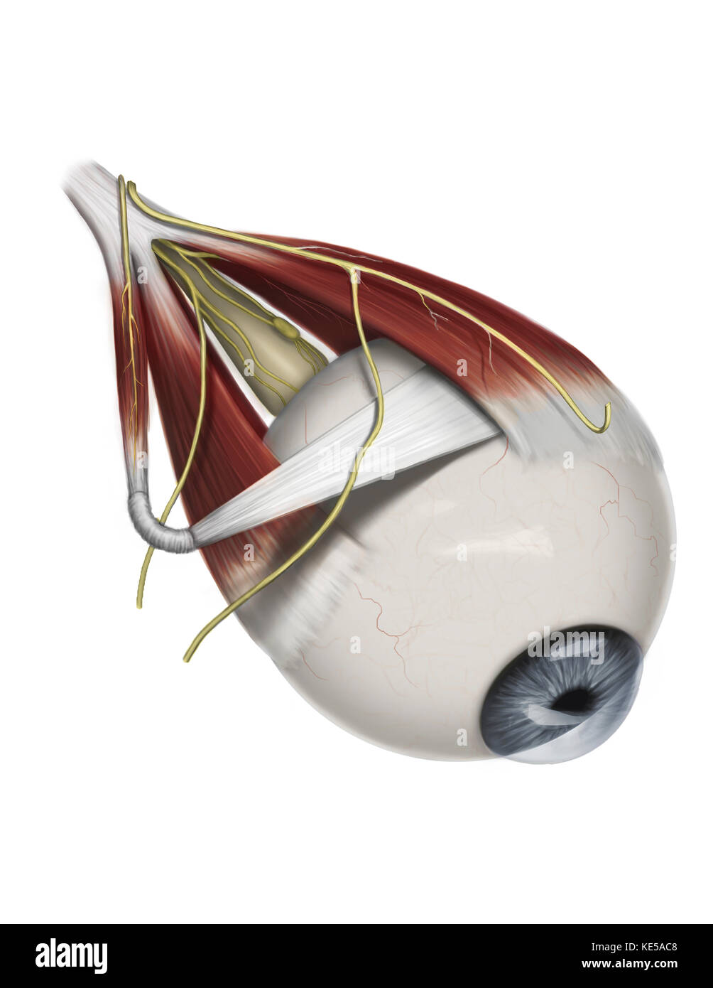 Left supramedial eye anatomy showing muscle innervation. Stock Photo