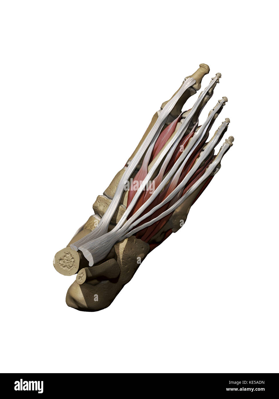 3D model of the foot depicting the dorsal superficial muscles and bone structure. Stock Photo