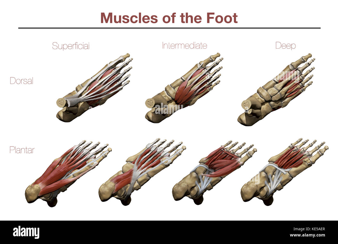 Muscles of the Foot Stock Photo