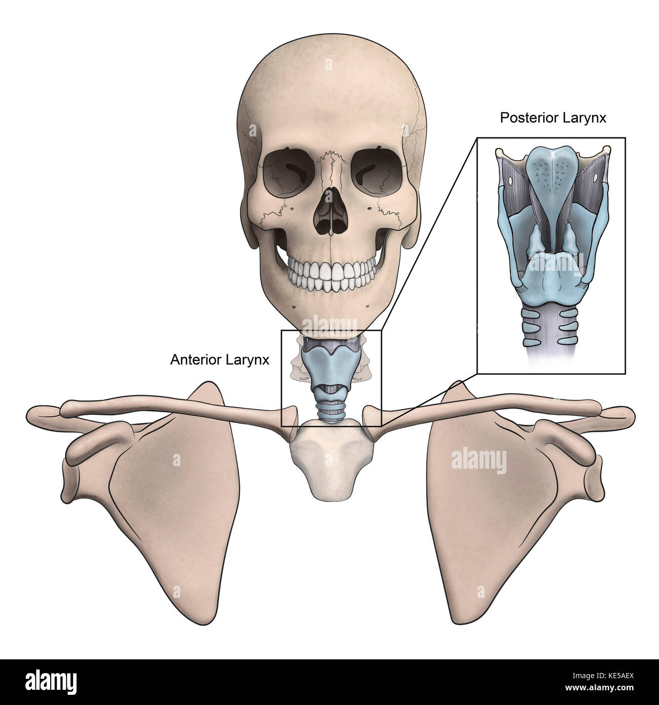 Anterior and posterior larynx and skeletal anatomy. Stock Photo