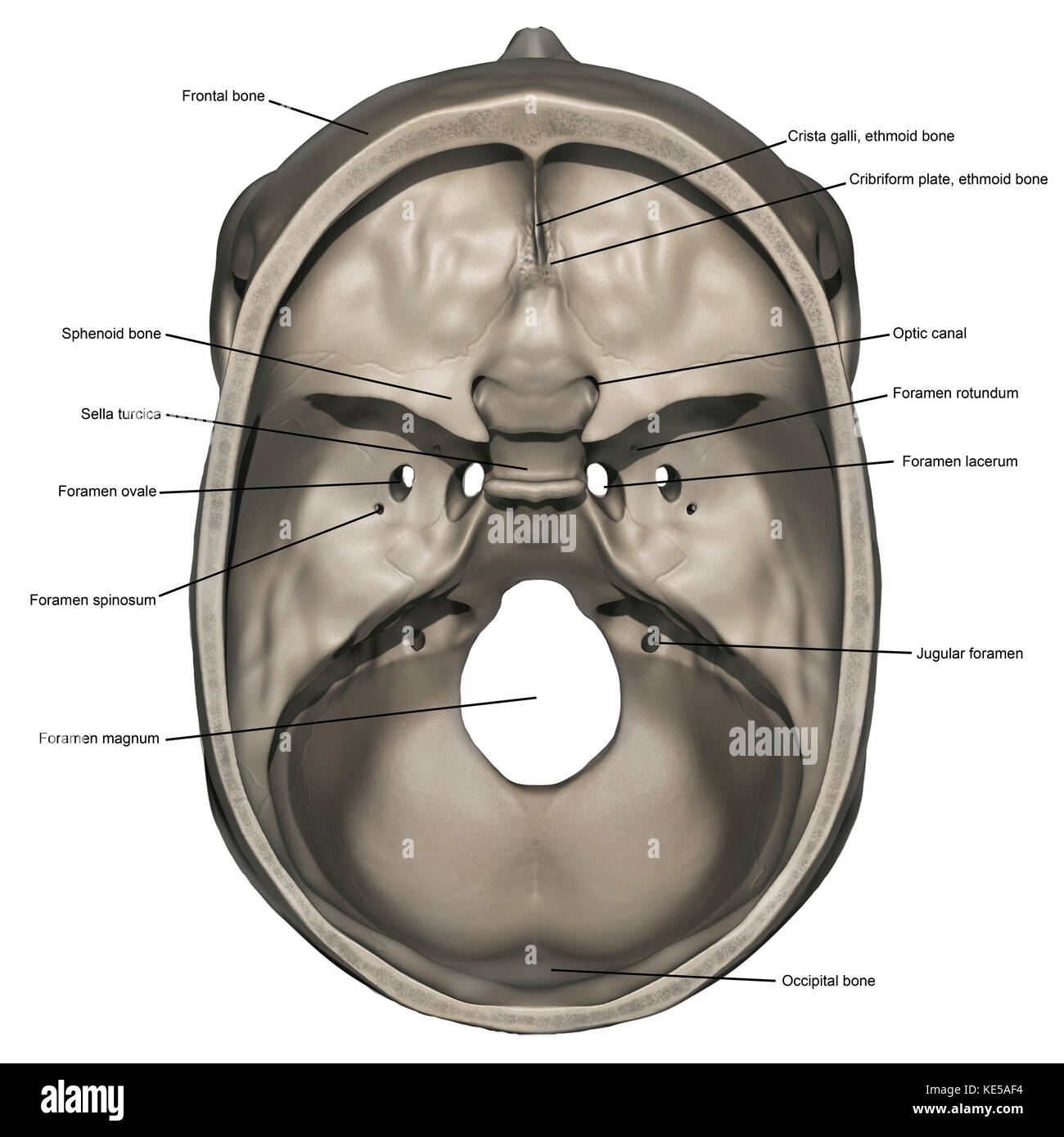 Superior view of human skull anatomy with annotations. Stock Photo