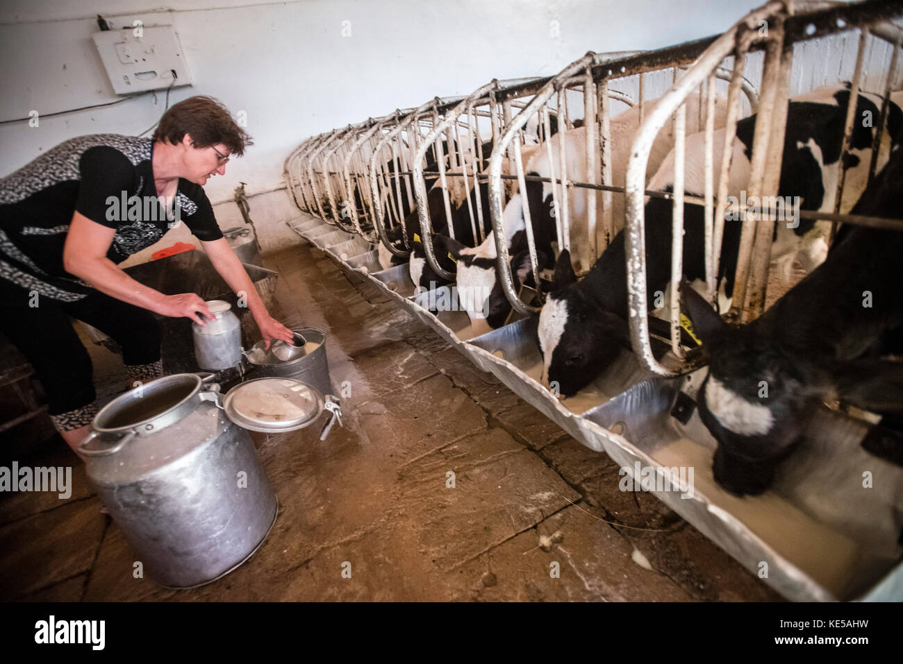 Workers feed calves milk in the calves nursery at the Nikitin Kolkhoz at Ivanovka village