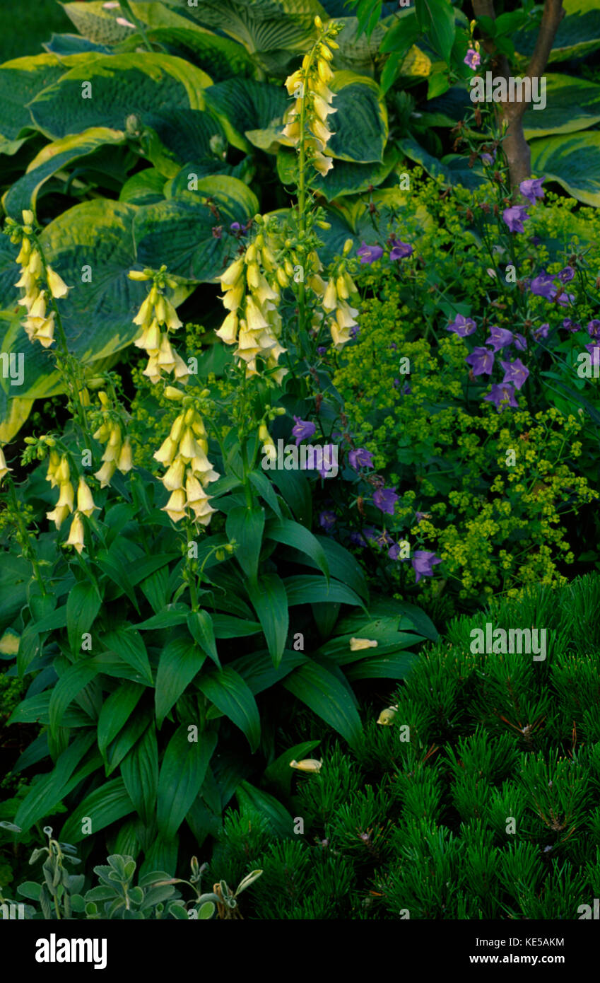 Garden with digitalis grandiflora,campanula,and hosta Frances Williams Stock Photo