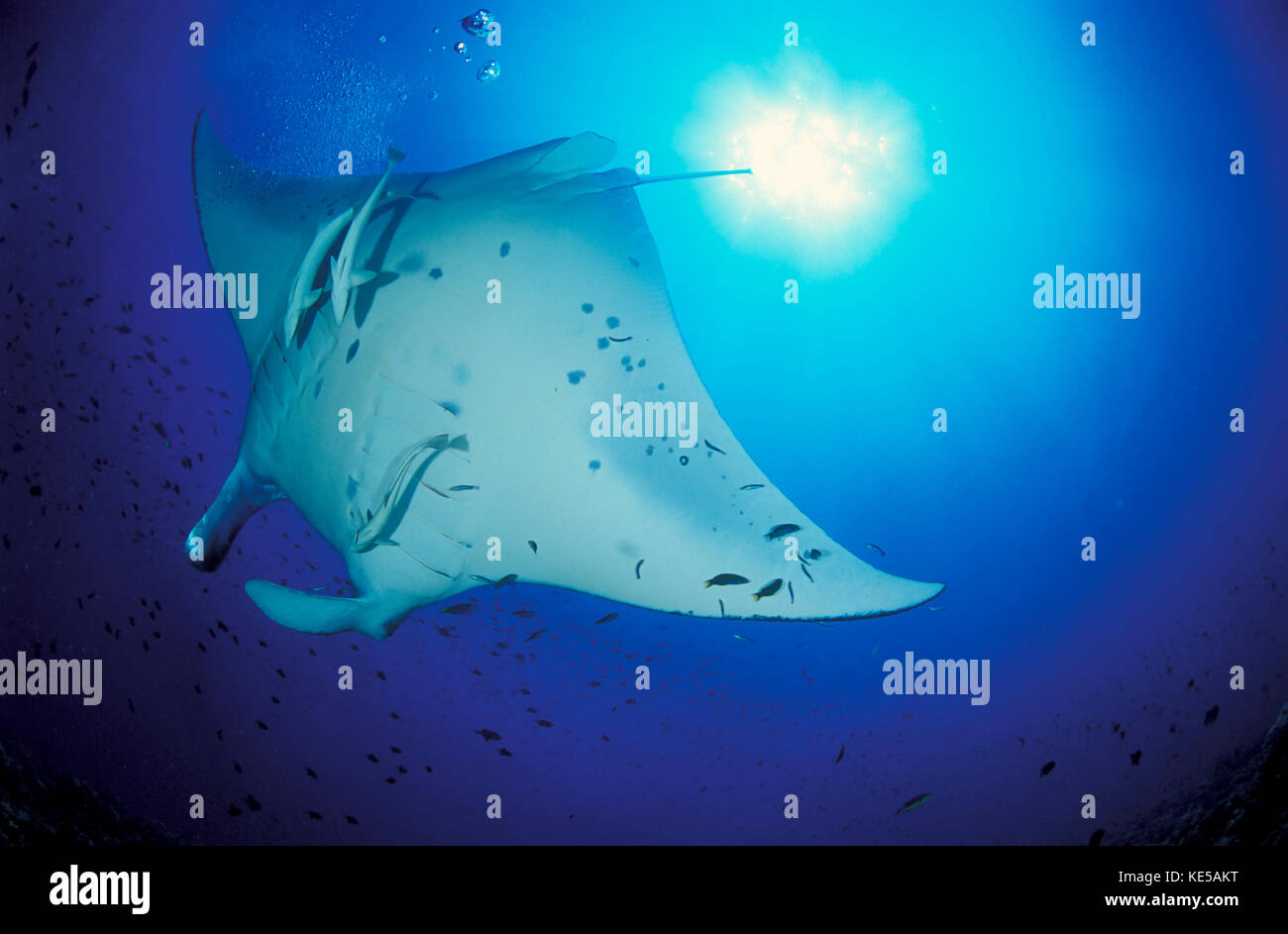 Giant oceanic manta ray and sunburst, Maldives. Stock Photo