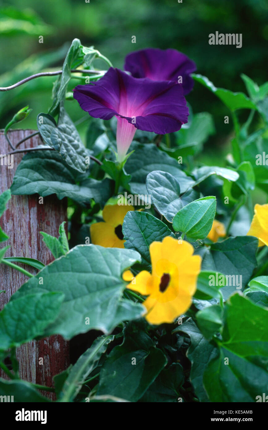 Morning Glory and Thunbergia (black eye Susan) vines climbing on fence post Stock Photo